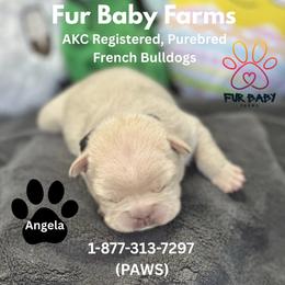 Angela - Cream female French Bulldog puppy in Michigan from Fur Baby Farms