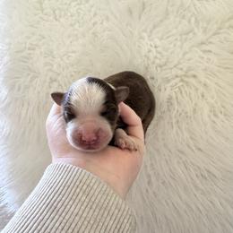 Sienna - Red tri-color female Australian Shepherd puppy in Cushing, Oklahoma from Midwest Aussies