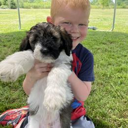 Bernedoodle Puppies from Sunset Family Farm