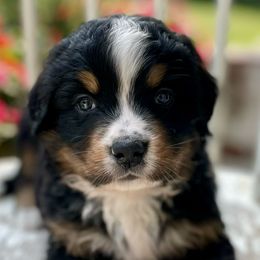 Jimmy - Bernese Mountain Dog puppy from Diamond U Berners