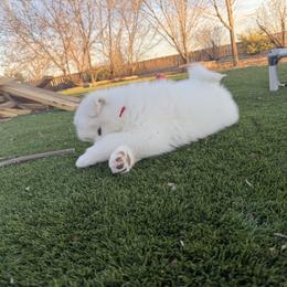Labrador Retriever and Samoyed Puppies from Carefree Samoyeds & Deserthills Labradors
