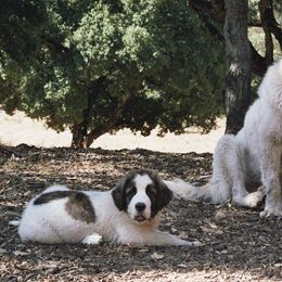 Pyrenean Mastiffs from Pyrenean Mastiff USA