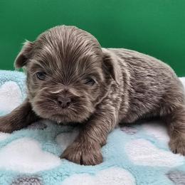 Lavender - Lilac male Shih Tzu puppy in Oakville, Washington from Garrard Creek Shih Tzus
