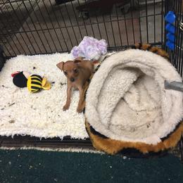Girl 1 - Red female Miniature Pinscher puppy in Marietta, Oklahoma from Whitehouse Kennel,  Judith White