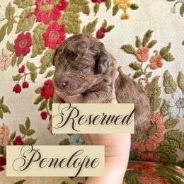 Penelope - Merle female Goldendoodle puppy in Aubrey, Texas from The Parrish Doods