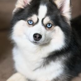Clair - Pomsky