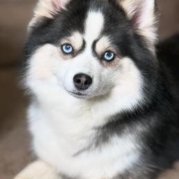 Clair - Pomsky