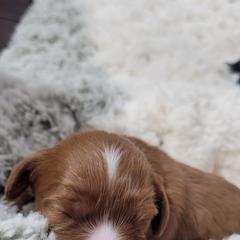 Aussiedoodle, Cavapoo, and Poodle Puppies from B&M Cottonwood Canines