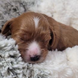 Aussiedoodle, Cavapoo, and Poodle Puppies from B&M Cottonwood Canines