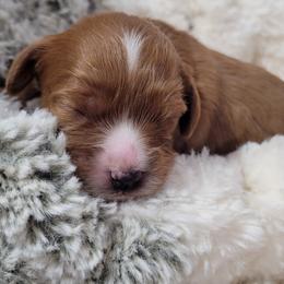 Aussiedoodle, Cavapoo, and Poodle Puppies from B&M Cottonwood Canines