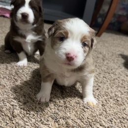 Girl 2 - Red merle female Miniature Australian Shepherd puppy in Bloomington, Indiana from Above All Aussies
