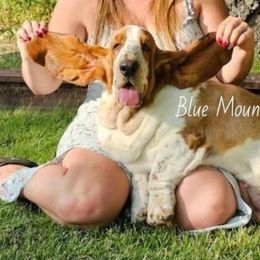 Jewel - Basset Hound