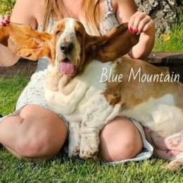 Jewel - Basset Hound