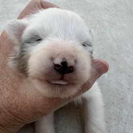 JR - White blue merle and tan male Shetland Sheepdog puppy in Kerville, Texas from Cedar Hill Kennels