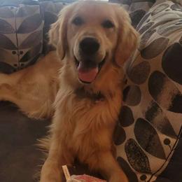 Jake - Golden Retriever