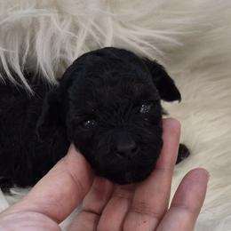 Jax - Phantom male Poodle puppy in Chandler, Arizona from Fabi Poodle