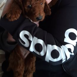 Poodle Puppies from Celebrity Red Standards