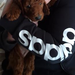 Poodle Puppies from Celebrity Red Standards