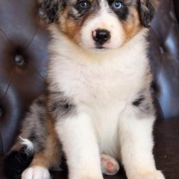 Ringo-has tail-many videos - Blue merle male Australian Shepherd puppy in Troy, South Carolina from Australian Shepherds of 3/W Farms