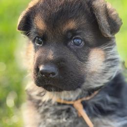 Gold - Black and tan male German Shepherd puppy in La Salle, Colorado from Pure Heart German shepherds