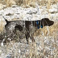 Roscoe - German Shorthaired Pointer