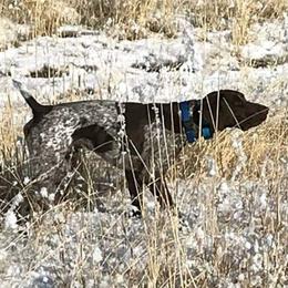 Roscoe - German Shorthaired Pointer