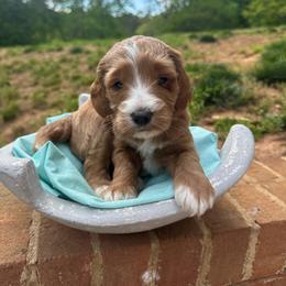 Jelly Bean - Red  female Goldendoodle puppy in Taylorsville, North Carolina from Doggone Dixie Doodles