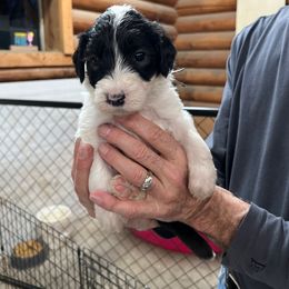 Annie- lt green collar - Black and white Sheepadoodle puppy in Eleva, Wisconsin from Molly’s Doodles