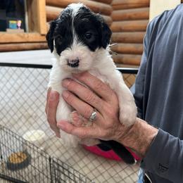 Annie- lt green collar - Black and white Sheepadoodle puppy in Eleva, Wisconsin from Molly’s Doodles