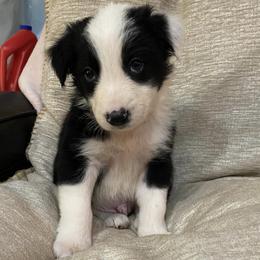 Border Collies from Celtic Farms Border Collies and Danes