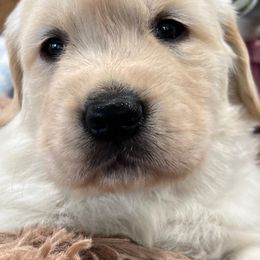 Golden Retriever Puppies from Gaddis Golden Retrievers