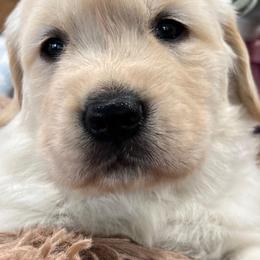 Golden Retriever Puppies from Gaddis Golden Retrievers