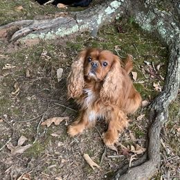 Bentley  - Cavalier King Charles Spaniel