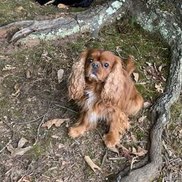Bentley  - Cavalier King Charles Spaniel