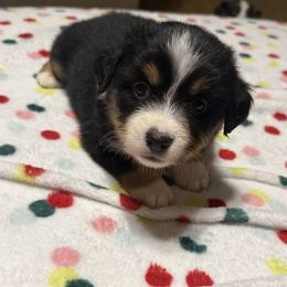Bumper - Black tri male Miniature American Shepherd puppy in Plant City, Florida from Osborne & Stormborn FL Kennels