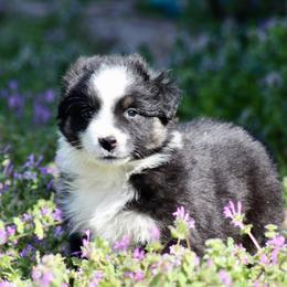 Balto - Black tri-color male Australian Shepherd puppy in Star City, Arkansas from Blush & Lace Aussie Co.