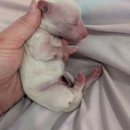 3 cream - Cream male Dachshund puppy in Central Point, Oregon from MRS Long Dog Ranch
