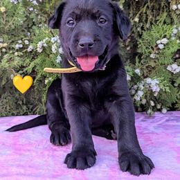 Light yellow - Black female Labrador Retriever puppy in Yucca Valley, California from Beachn Ranch