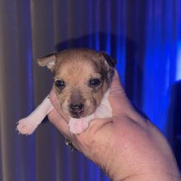 Pup C - White and tan male Toy Fox Terrier puppy in Clermont, Florida from Debbie Hiles's Toy Fox Terriers