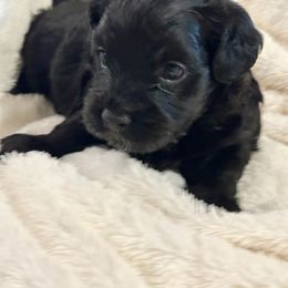 Count Von  Count - Black male Havanese puppy in North Richland Hills, Texas from A Royal Havanese Court