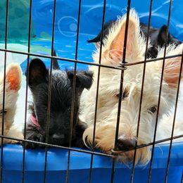 Freya - Scottish Terrier