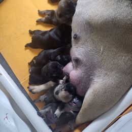 Princess - Liver female French Bulldog puppy in Homestead, Florida from BackyardfinestBullys