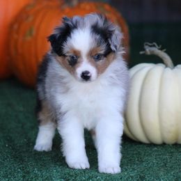 Aster - Blue merle female Miniature Australian Shepherd puppy in Circleville, Utah from Canyon Creek Aussies
