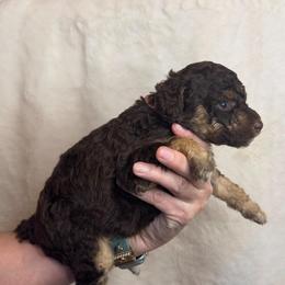 Lyric - Chocolate female Goldendoodle puppy in Sanderson, Florida from Serenity Goldendoodles