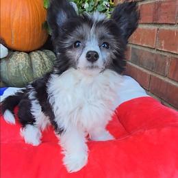 Jasper Long Star Angel - Black and white male Chinese Crested puppy in Amarillo, Texas from Victoria's Chinese Cresteds Long Star Angels