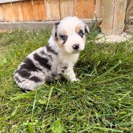 Belle - Blue merle female Australian Shepherd puppy in Vernal, Utah from Dancing M Australian Shepherds