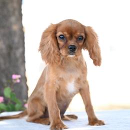 Shade - Red male Cavapoo puppy in Lawton, Oklahoma from Lindsey’s Cavies