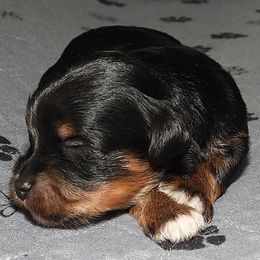 Sojourner - Black and tan male Havanese puppy in Salt Lake City, Utah from Steal Your Heart Havanese