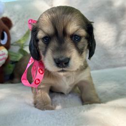 Sparkler - Cream female Dachshund puppy in Ontario, Oregon from Get A Long Little Doggie