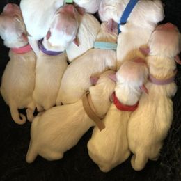 Golden Retriever Puppies from Joyful Golden Retrievers